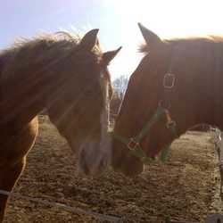 Our Past Horses